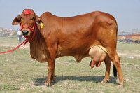 Sahiwal Cow