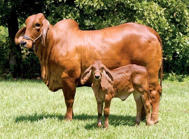 Indian breed cow