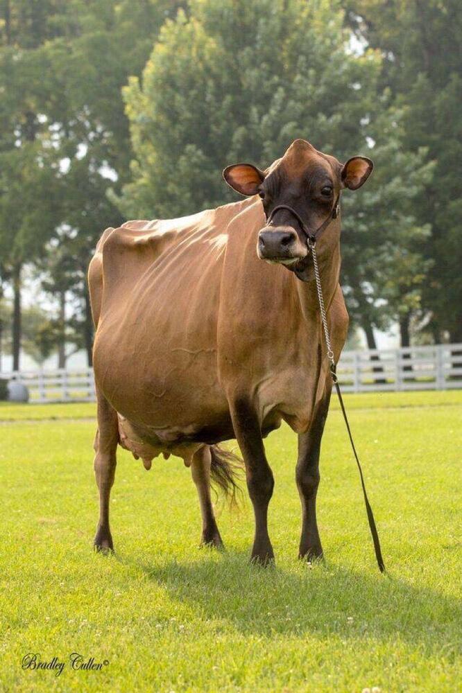 Jersey cow