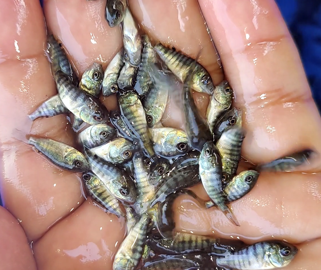 Monosex Tilapia Fish Seed