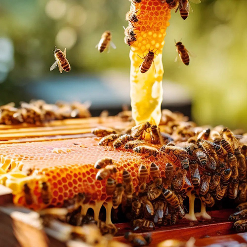 Bulk Coriander Honey