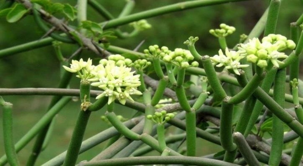 Sarcostemma Acidum Extract