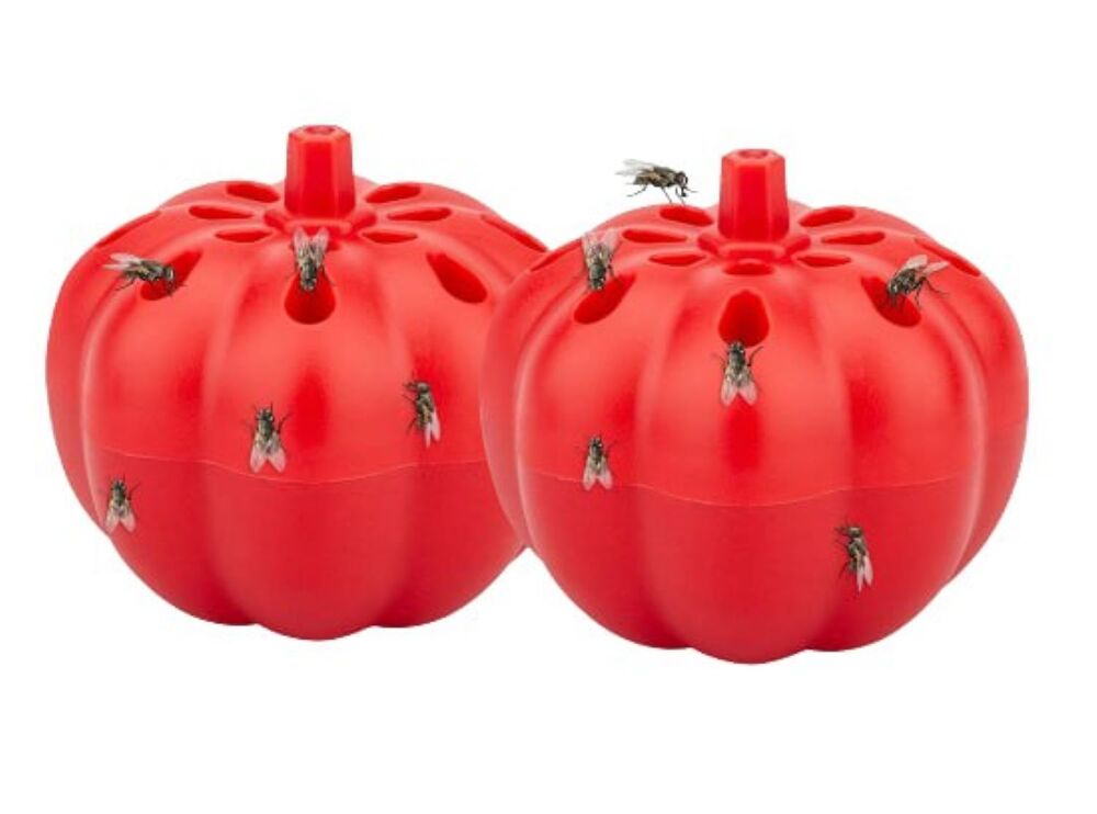 Gnat Trap Catcher Fruit