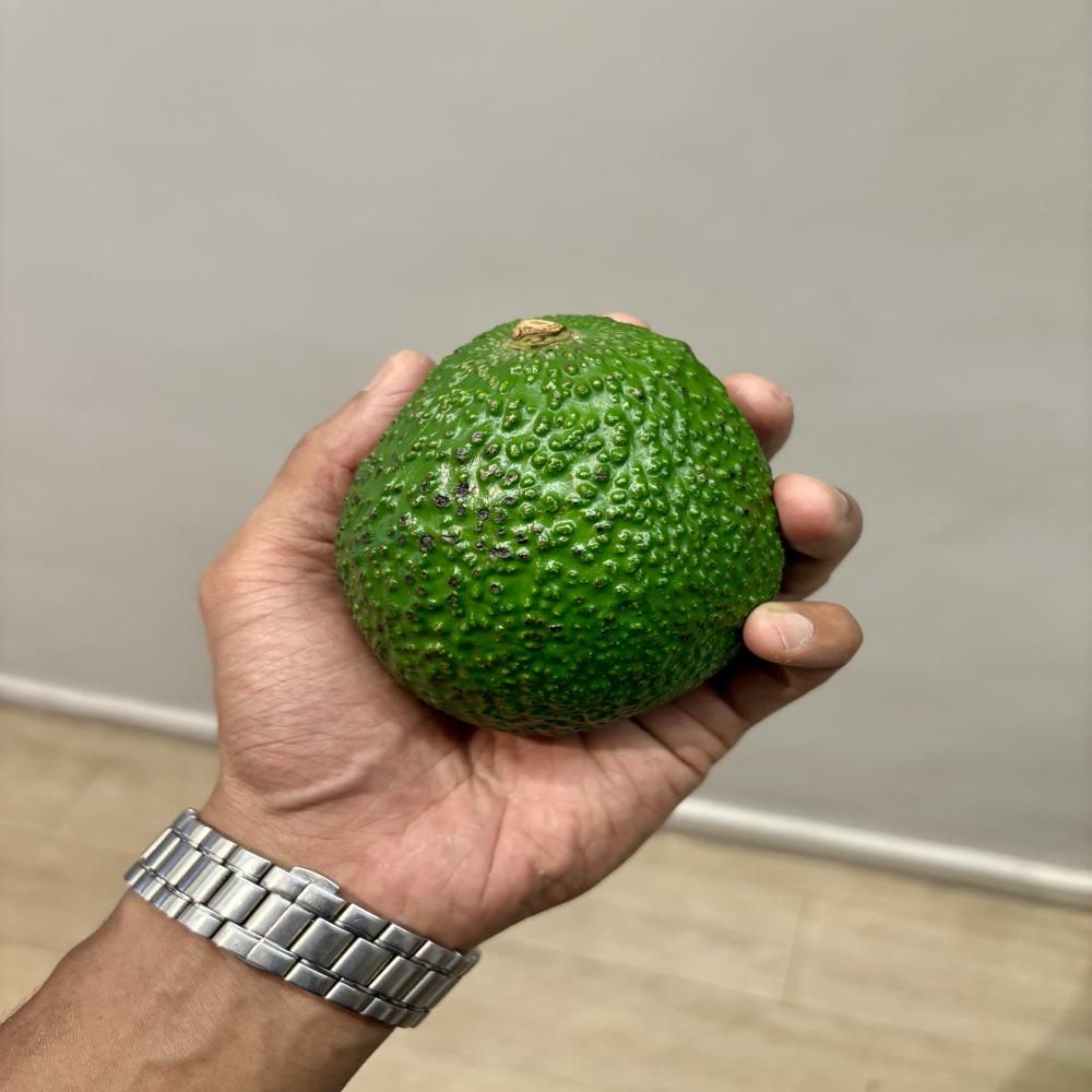 Tanzanian Avocado