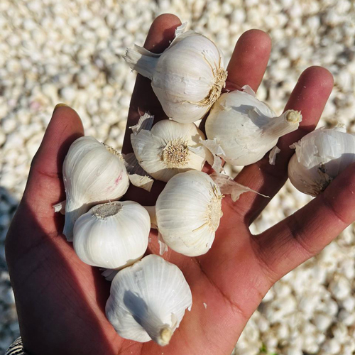 Fresh Ooty Garlic