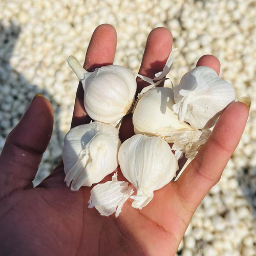 Fresh Whole Garlic Bulb