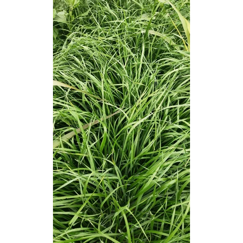 Makkhan Grass Seeds - Color: Green