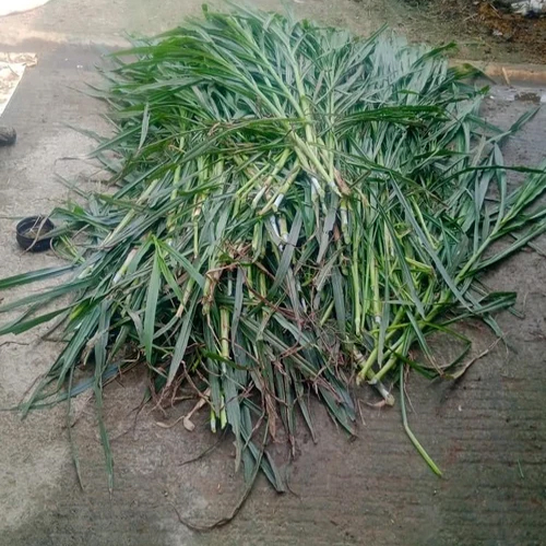 4g Bullet Super Napier Grass