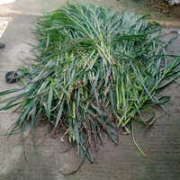 4g Bullet Super Napier Grass - Color: Green