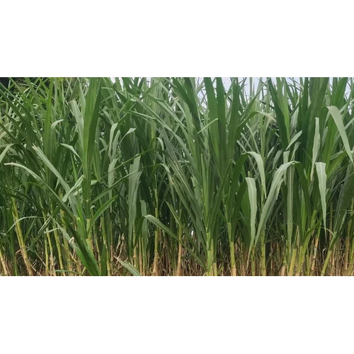 Taiwan Giant King Grass - Color: Green