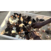 Multicolor Sonali Chicks - Color: Multi Colour