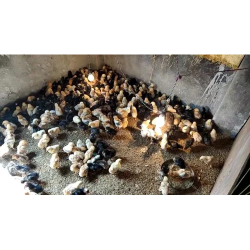 One Day Old Chicks