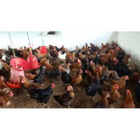 Sonali Chicks Multi Color