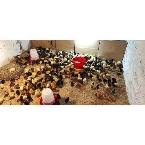 Ffg Kroiler Chicks