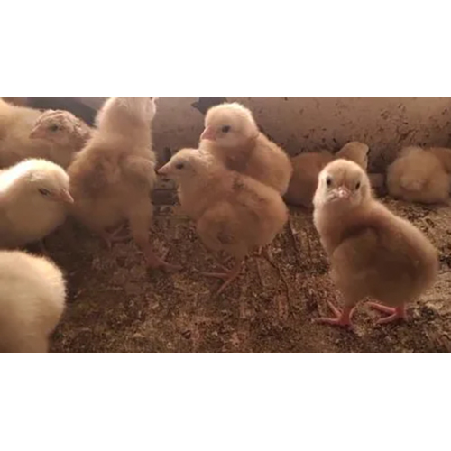 Rir Rhode Island Red Chick