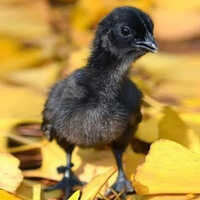 Pure Kadaknath Chicks - Color: Zed Black