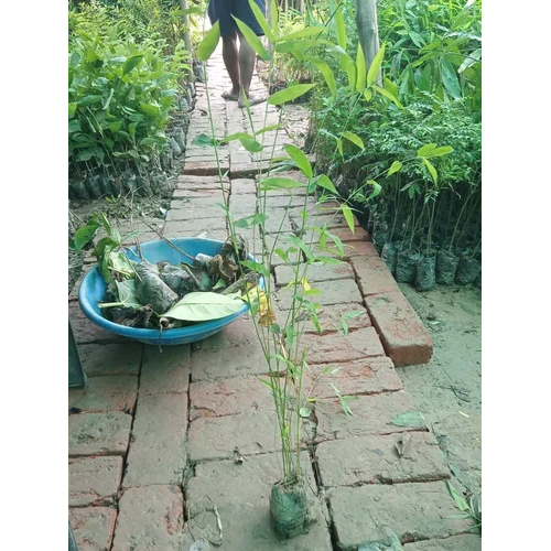 Green Bamboo Plant