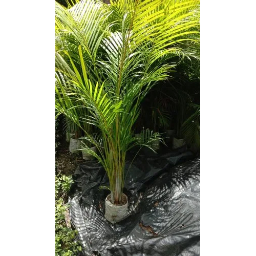 Areca Palm Plant - 3 Feet Height, Vibrant Green Leaves | Ideal for Indoor & Outdoor Spaces, Easy Care with Minimal Maintenance