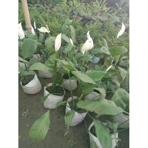 Clay Spathiphyllum Flower Plant - Color: White