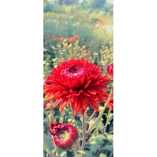 Guldaudi Flower Plant - 3-4 Feet Height, Vibrant Red Fresh Blooms | Easy Maintenance for a Colorful Garden Appeal