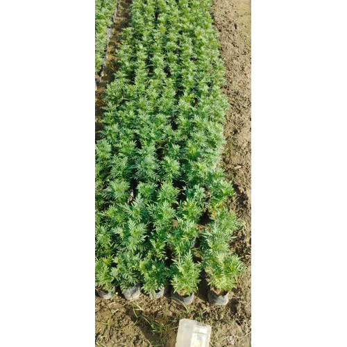 Marigold Flower Plant