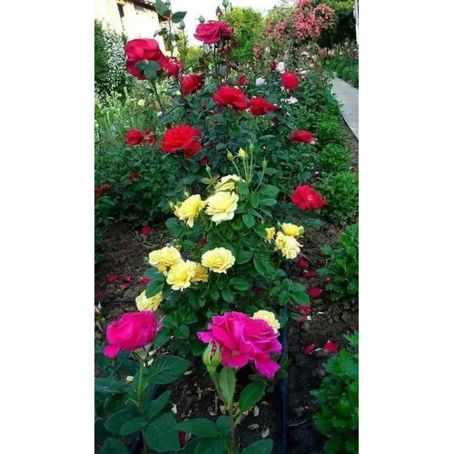 Rose Flower Plant - Color: Yellow