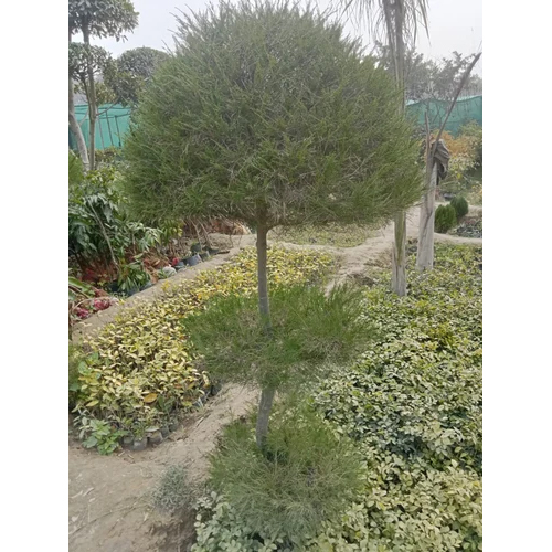 Casuarina Topiary Plants - Color: Green