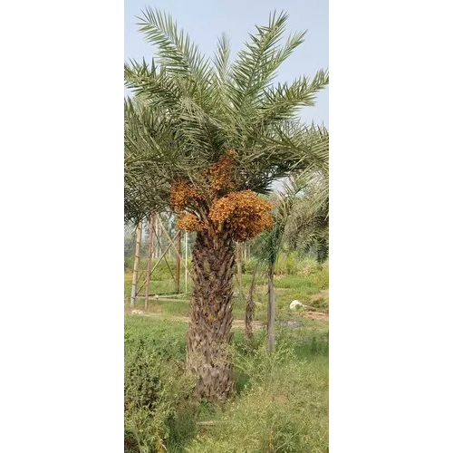 Tissue Culture Date Plant