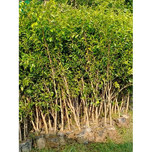 Green Pomegranate Plant