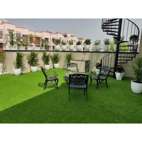 Carpet Grass