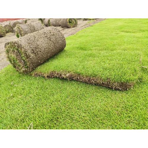 Mexican Lawn Grass - Color: Green