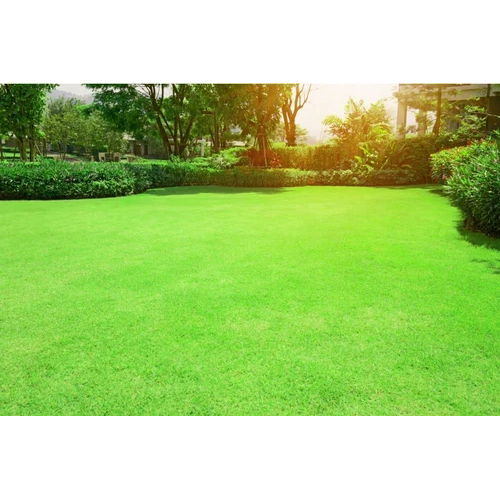 Bermuda Green Grass - Size: 10 Mm Height