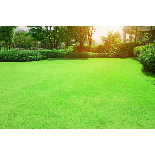Bermuda Green Grass
