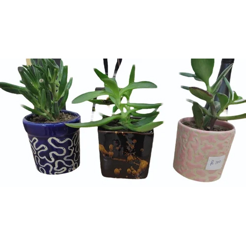 Cactus Plants
