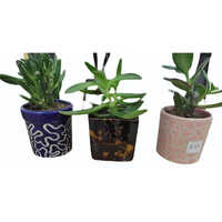 Cactus Plants - 3-4 Feet Height | Vibrant Green Color, Minimal Maintenance, Ideal For Indoor & Outdoor Spaces