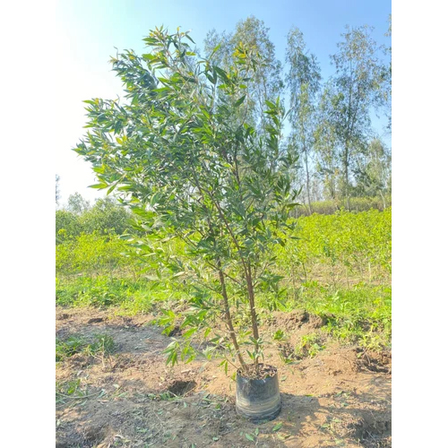 Conocarpus Plant