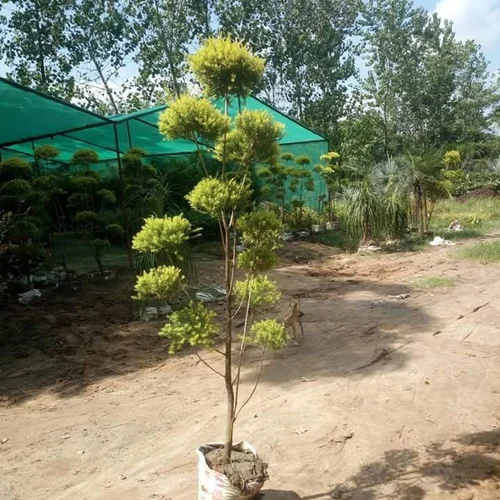Golden Bottle Brush Topiary
