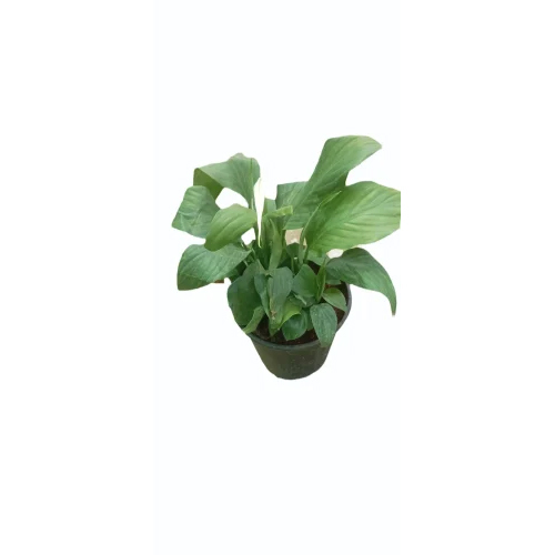 Lily Flower Plant