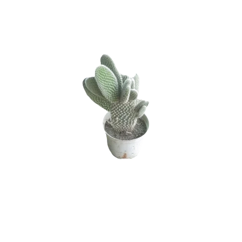 Dansing Cactus - Color: Green