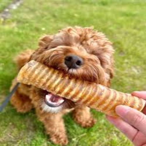 Trakia Chews for Dogs