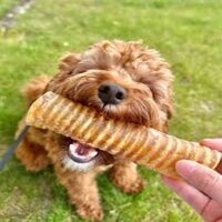Trakia Chews for Dogs