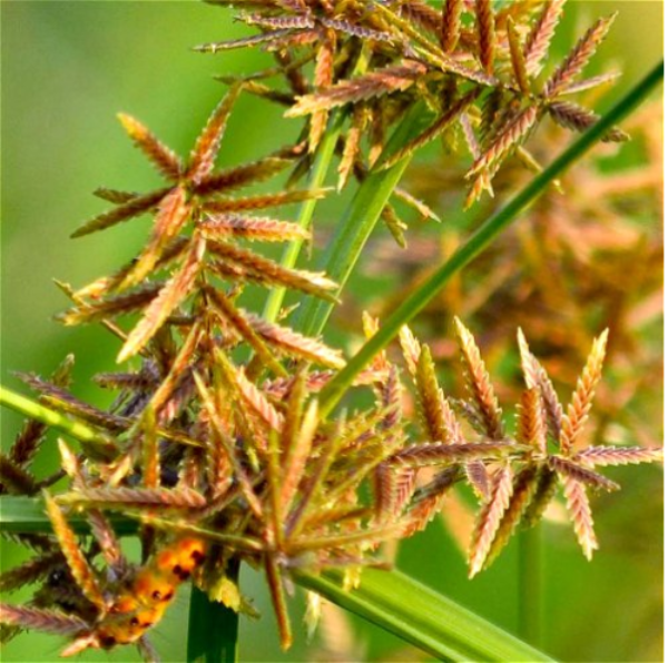Cypriol Essential Oil - Purity: High