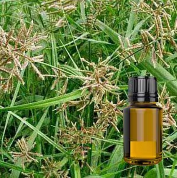 Cypriol Essential Oil - Purity: High