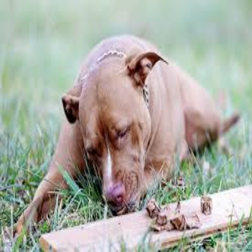 Lungs Chews for Dogs
