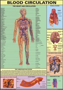 ब्लड सर्कुलेशन चार्ट आयाम: 70 A 100 सेंटीमीटर (Cm)
