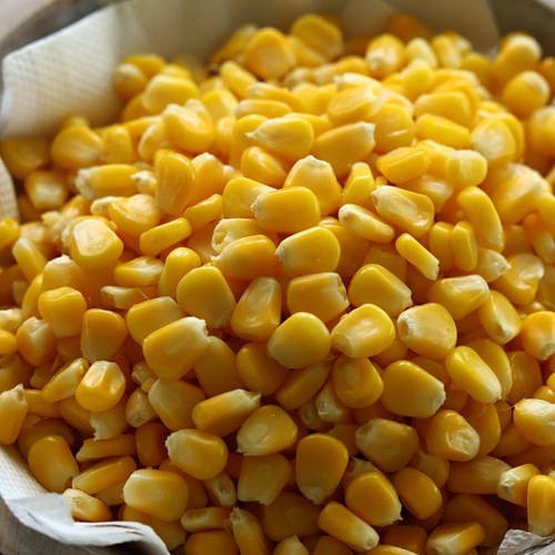 Natural Yellow Corn - Cultivation Type: Common