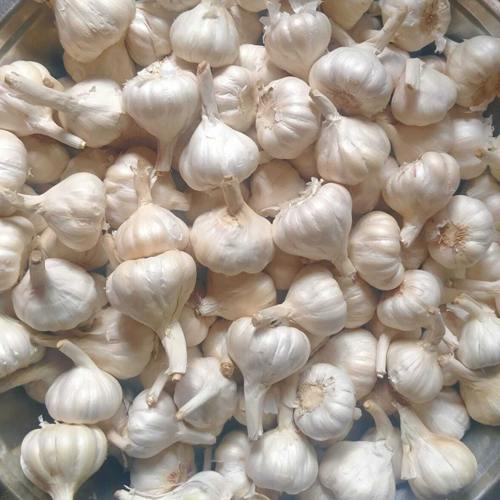 A Grade Fresh Garlic - Moisture (%): 5% - 10%