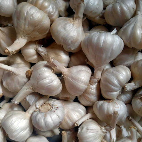 A Grade Fresh Garlic - Moisture (%): 5% - 10%