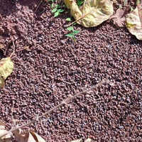 Iron Ore Fines  Lumps - Grade: Industrial