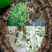 Alpha Pinene Chemical Manufacturers, Suppliers, Exporters From Vasai